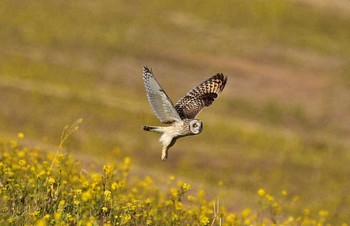 Short-eared Owl Watarase Yusuichi (Wetland) Tue, 2/14/2017