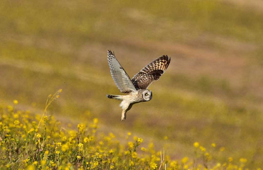 渡良瀬遊水地 コミミズクの写真 by くまのみ