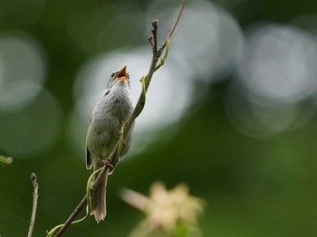 Japanese Bush Warbler 愛知県 Sat, 5/22/2021