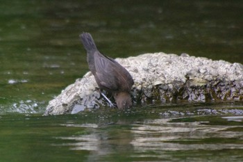 2021年5月22日(土) 福井緑地(札幌市西区)の野鳥観察記録