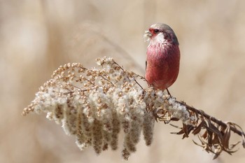 Siberian Long-tailed Rosefinch 北浦和の河川敷 Sun, 3/5/2017