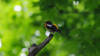 2021年5月22日(土) 三角山(札幌市西区)の野鳥観察記録