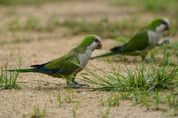 オキナインコ Pasir Ris Park (Singapore) 2021年5月22日(土)