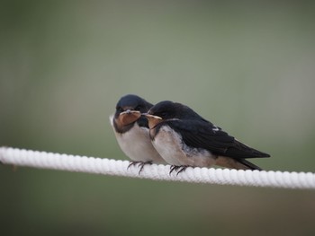 Barn Swallow Unknown Spots Sat, 5/22/2021