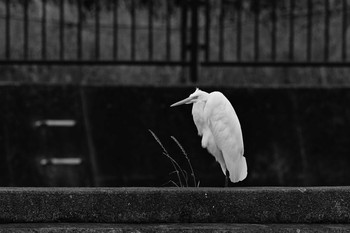 Great Egret(modesta)  金井遊水地(金井遊水池) Sat, 5/22/2021