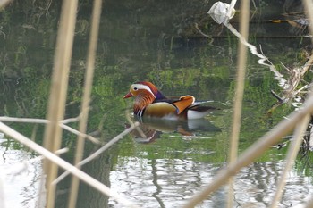 Mandarin Duck 土呂駅近くの河原 Sat, 3/4/2017