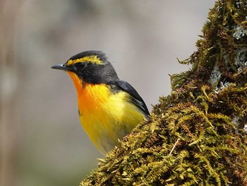 Narcissus Flycatcher 奥日光 Sun, 5/9/2021