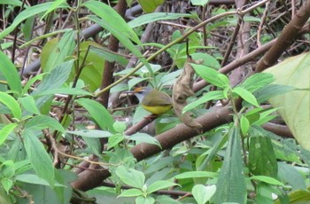 Mountain Tailorbird Cat Tien National Park Unknown Date