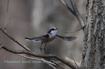 Long-tailed Tit 東京都八王子市 Sat, 2/25/2017