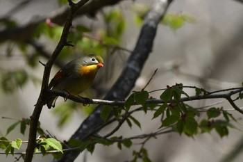 ソウシチョウ 柳沢峠 2021年5月10日(月)