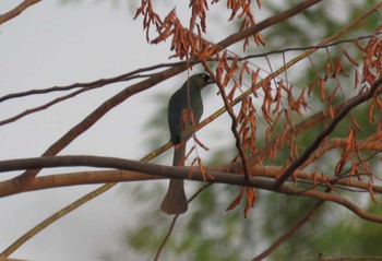 Racket-tailed Treepie Cat Tien National Park Unknown Date