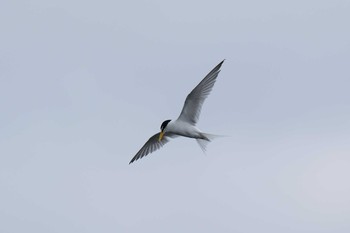 2021年5月23日(日) 多摩川二ヶ領宿河原堰の野鳥観察記録