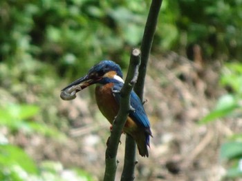 2021年5月23日(日) 薬師池公園の野鳥観察記録