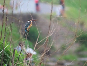 2021年5月22日(土) 多摩川中流の野鳥観察記録