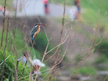 Sat, 5/22/2021 Birding report at 多摩川中流