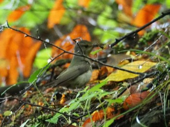 Japanese Bush Warbler Mt. Takao Sun, 5/23/2021