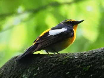 Narcissus Flycatcher Mt. Takao Sun, 5/23/2021