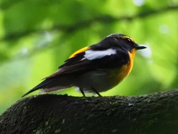 Narcissus Flycatcher Mt. Takao Sun, 5/23/2021