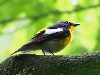 Narcissus Flycatcher Mt. Takao Sun, 5/23/2021