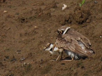 Little Ringed Plover 横須賀 Sun, 5/23/2021