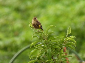 Grey-capped Greenfinch 横須賀 Sun, 5/23/2021