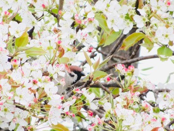 2021年5月23日(日) 十勝北部の野鳥観察記録