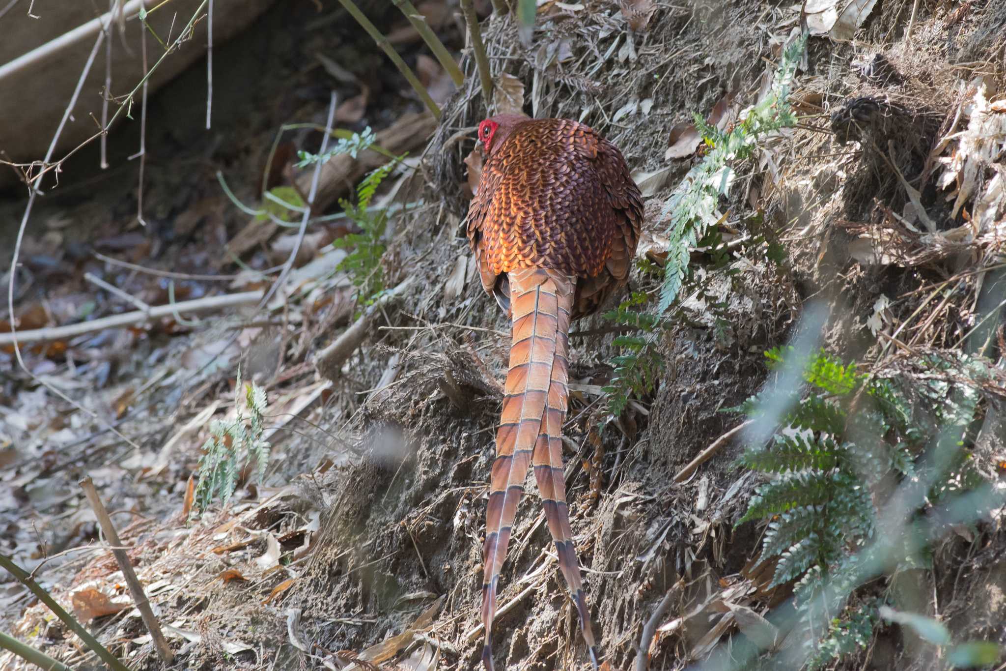 Photo of Copper Pheasant at  by Tanago Gaia (ichimonji)