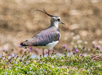 Northern Lapwing 平塚市 北豊田 Sun, 3/5/2017