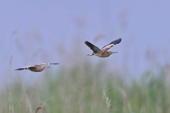 ヨシゴイ 北印旛沼 2021年5月23日(日)