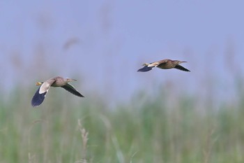 ヨシゴイ 北印旛沼 2021年5月23日(日)