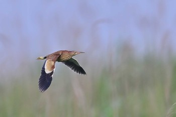 ヨシゴイ 北印旛沼 2021年5月23日(日)