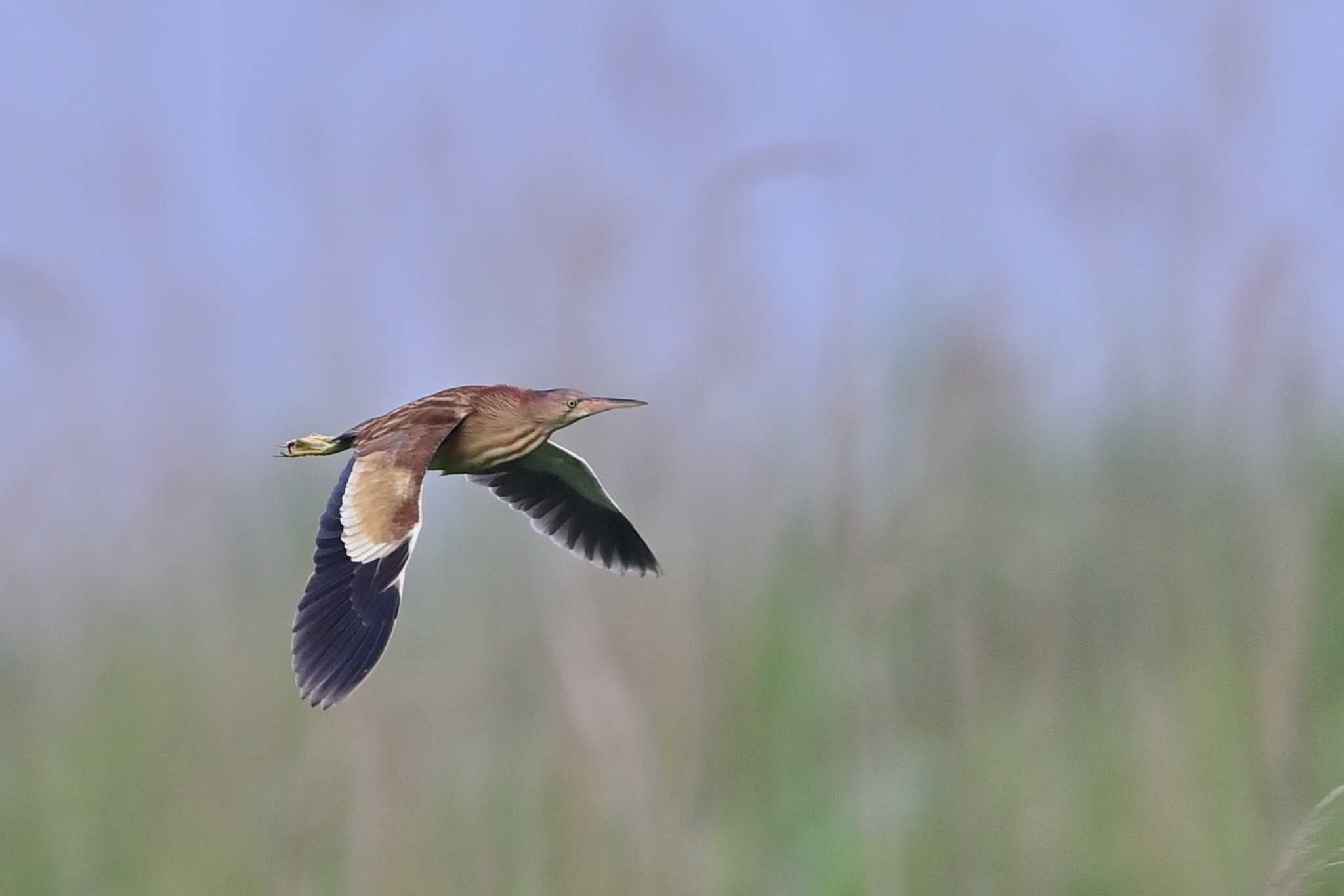 北印旛沼 ヨシゴイの写真 by birds@hide3