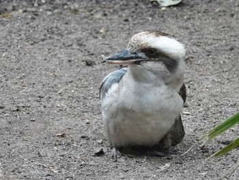 Laughing Kookaburra シドニー　ロイヤル植物園 Mon, 10/7/2019