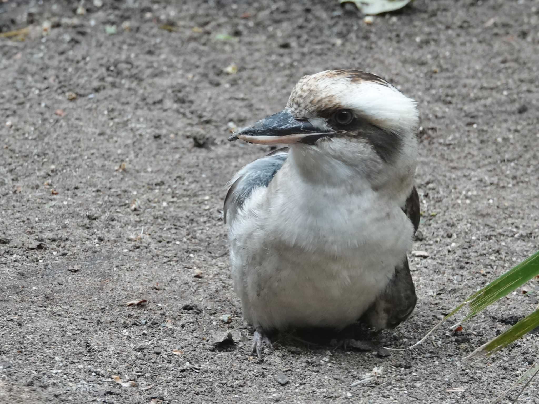 Photo of Laughing Kookaburra at シドニー　ロイヤル植物園 by ぴろり