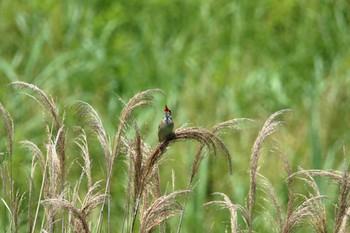 2021年5月23日(日) 横浜市の野鳥観察記録