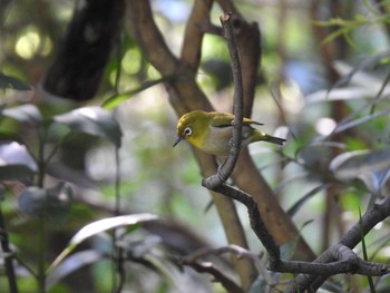 Warbling White-eye Kyoto Gyoen Sun, 5/23/2021