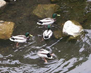 2021年5月23日(日) 安春川(札幌市北区)の野鳥観察記録