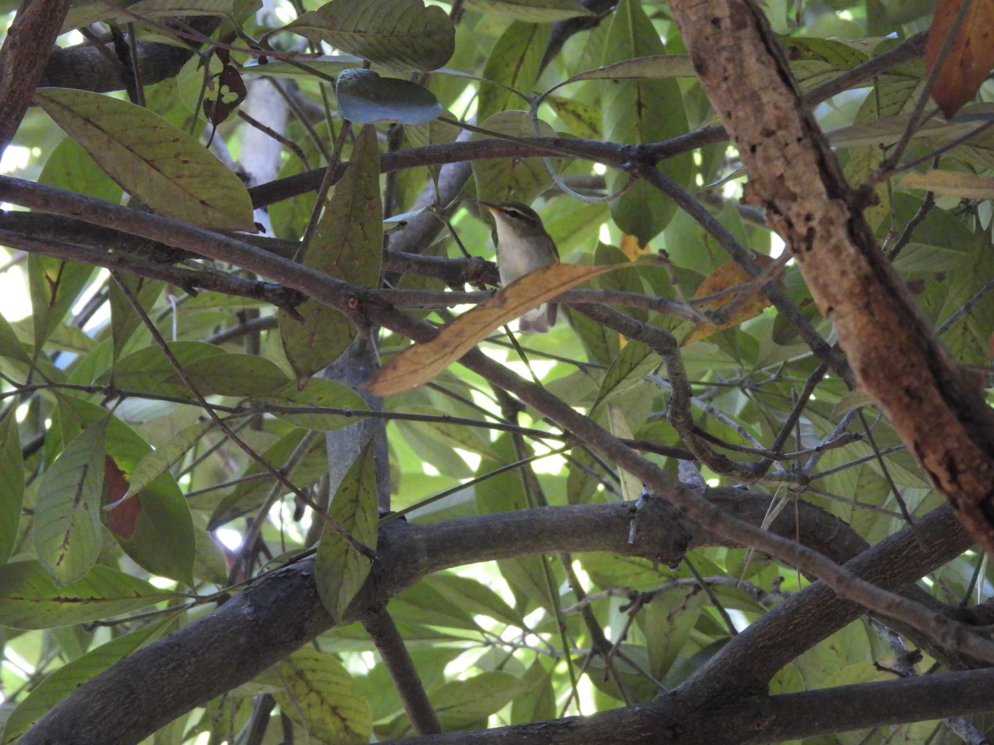 Photo of Kamchatka Leaf Warbler at 大井ふ頭中央海浜公園(なぎさの森) by もしも