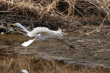 チュウサギ 浅羽ビオトープ 2017年3月8日(水)