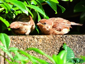 2021年5月23日(日) 東京の野鳥観察記録