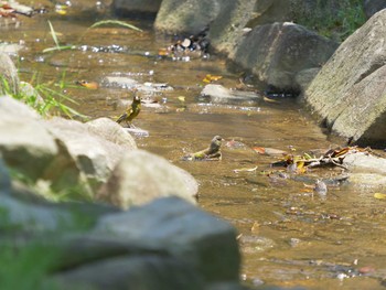 2021年5月23日(日) 手引ヶ丘公園(出雲市多伎町)の野鳥観察記録