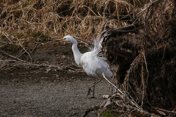 チュウサギ 浅羽ビオトープ 2017年3月8日(水)