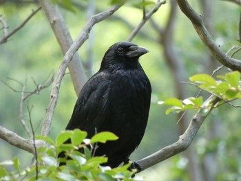 2021年5月23日(日) 馬見丘陵公園の野鳥観察記録