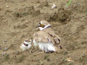 2021年5月23日(日) 横須賀の野鳥観察記録