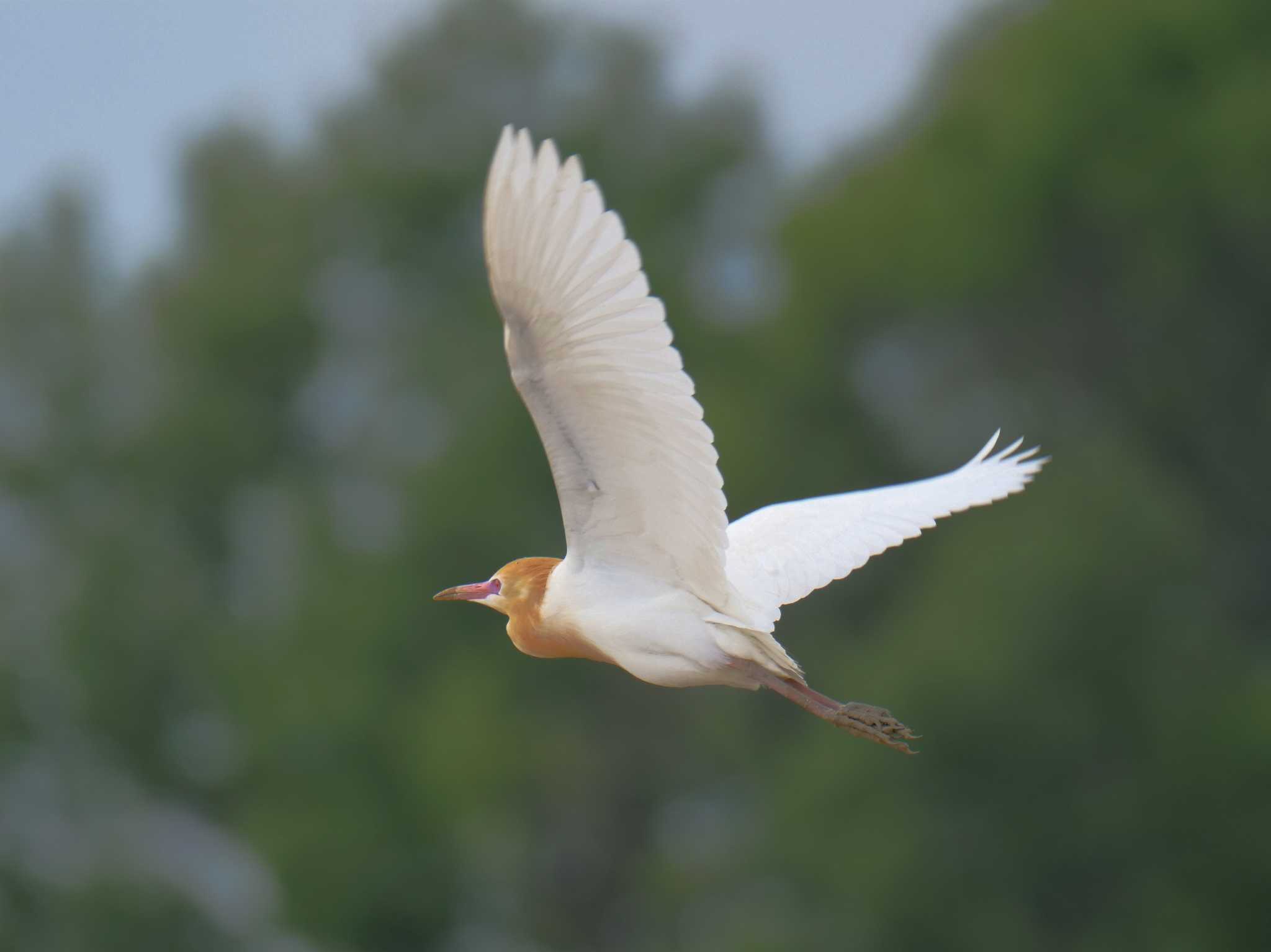 アマサギ