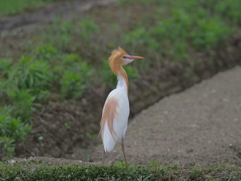 Sat, 5/22/2021 Birding report at 稲美町