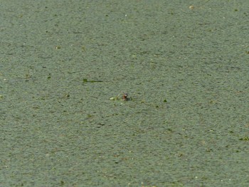 Little Grebe 愛宕山公園(出雲市平田町) Sun, 5/23/2021