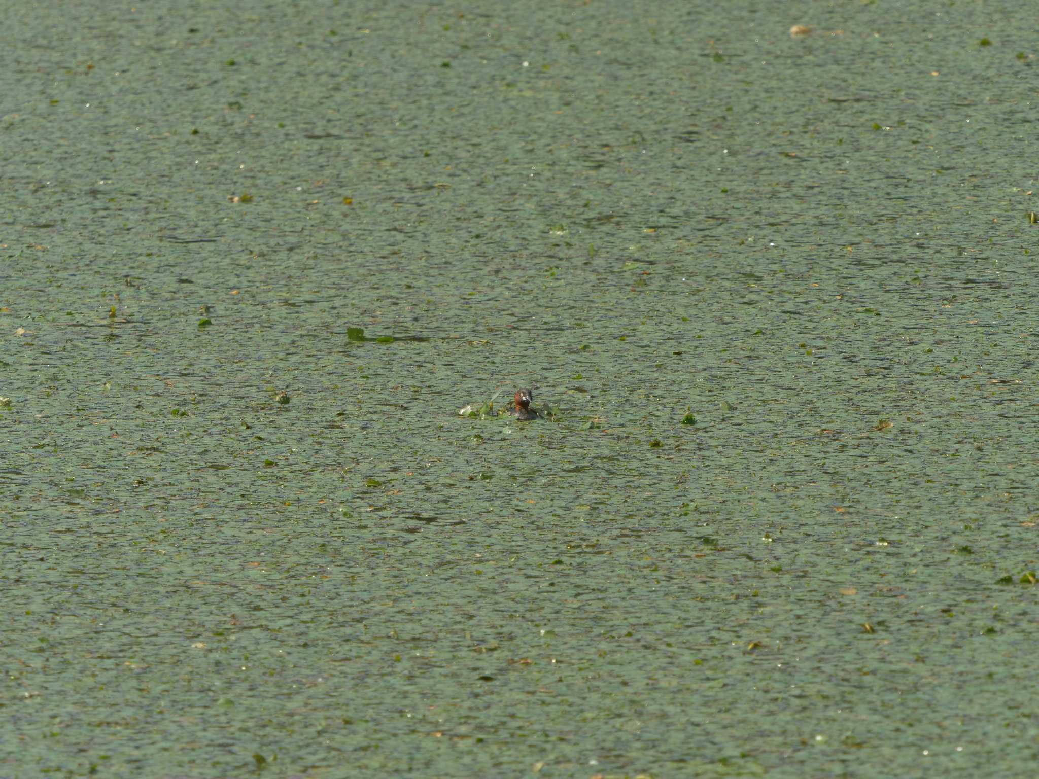 Photo of Little Grebe at 愛宕山公園(出雲市平田町) by ひらも