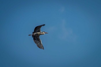 アオサギ 橿原神宮深田池 2017年3月4日(土)