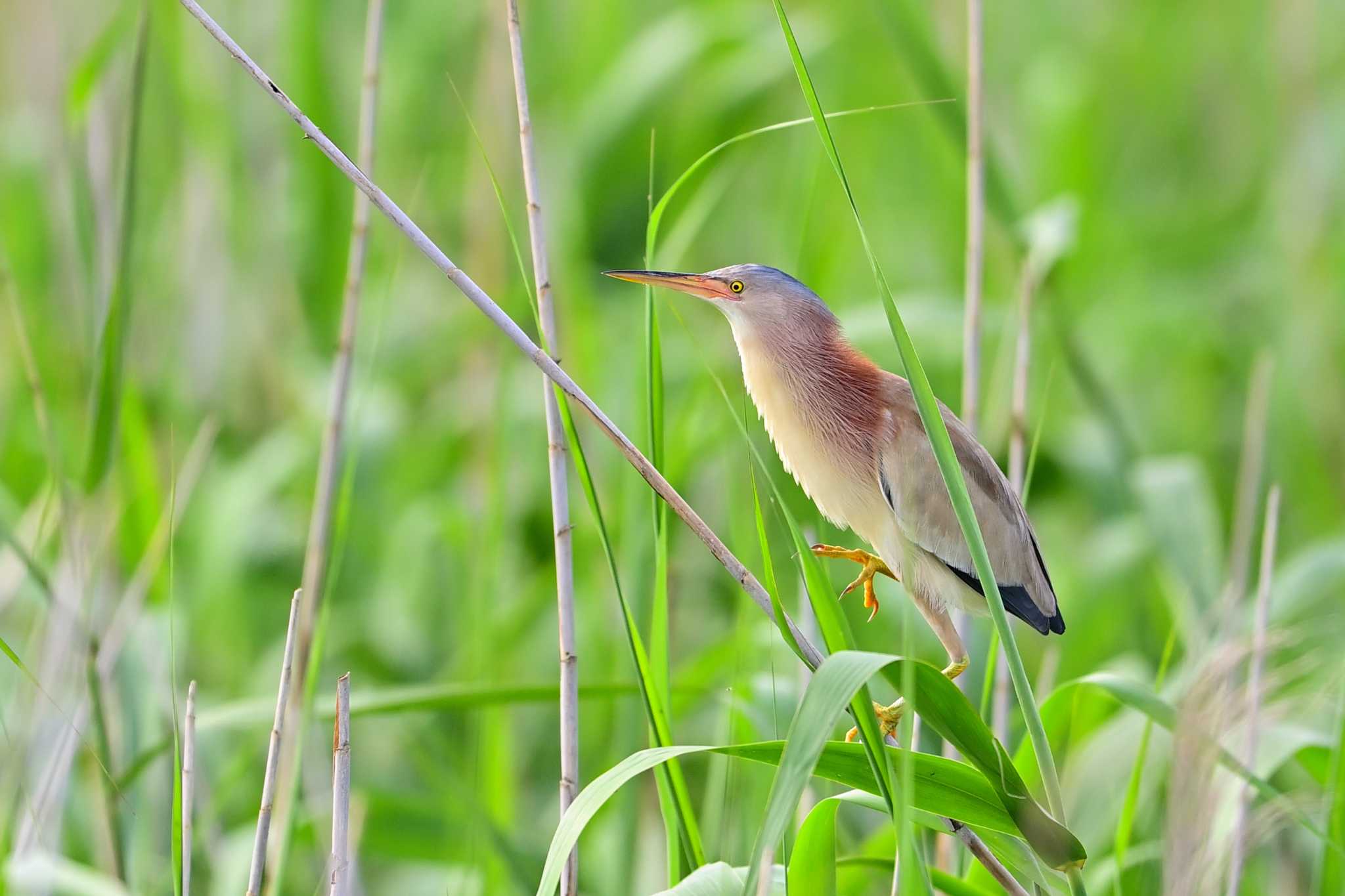 北印旛沼 ヨシゴイの写真 by birds@hide3